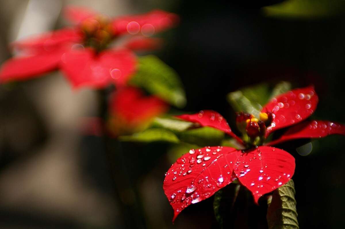 Feliz Navidad!: A look at Christmas on the Texas-Mexico border