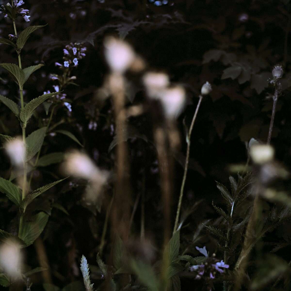 Amanda Marchand, "To Soften the Edges," 2012/15. Archival pigment print. 30" x 30" (edition of 5).
