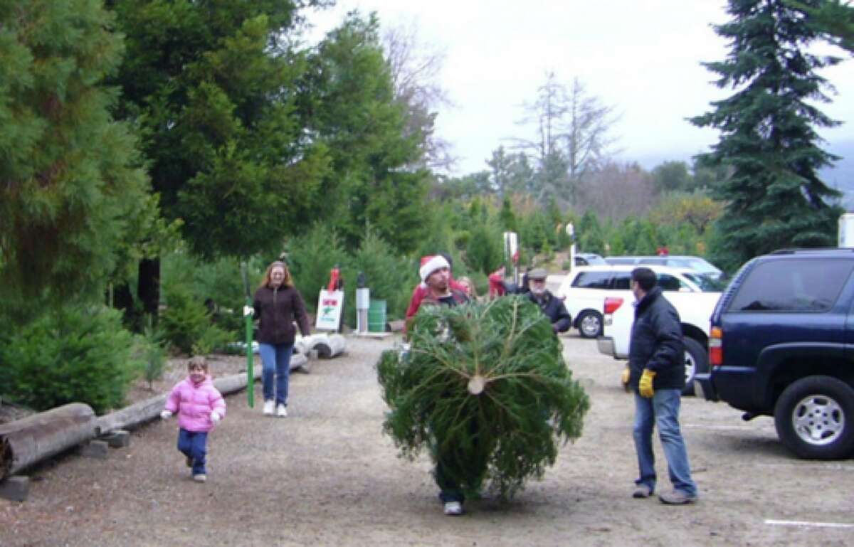 California Christmas Tree Farmer 90 Percent Of What I Planted Died