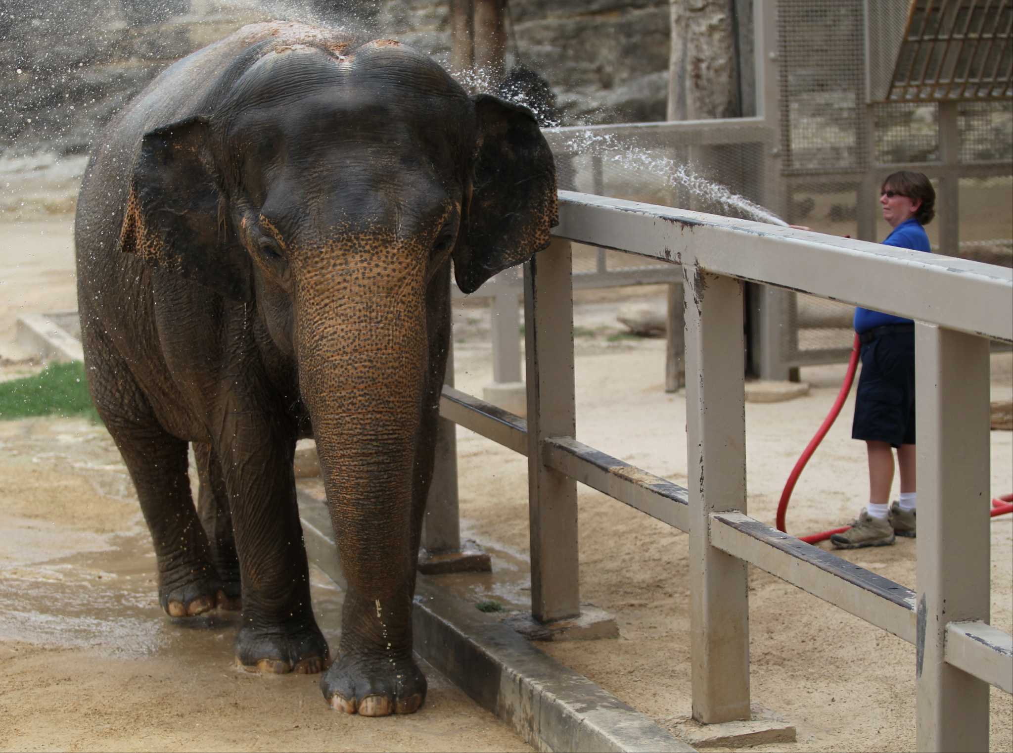 Animal rights group sues San Antonio Zoo in hopes of moving Lucky the