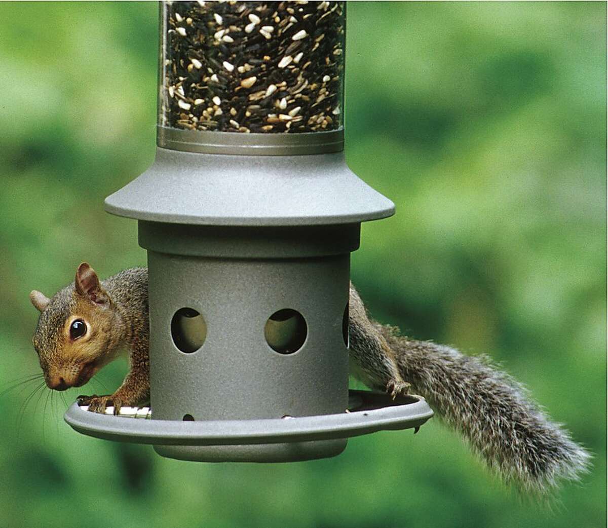 This photo provided by Wild Birds Unlimited shows a squirrel attempting to eat bird seed on an Eliminator, a squirrel-proof bird feeder. It protects your bird seed from persistent squirrels by technology registering sensitivity set by the owner, that closes the seed ports based on weight of the intruder standing on the perch ring. (AP Photo/Wild Birds Unlimited)