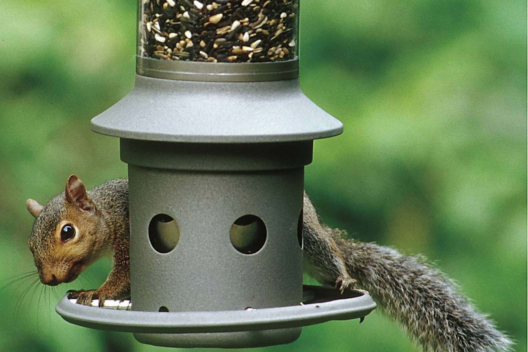Rabid Squirrel Attack