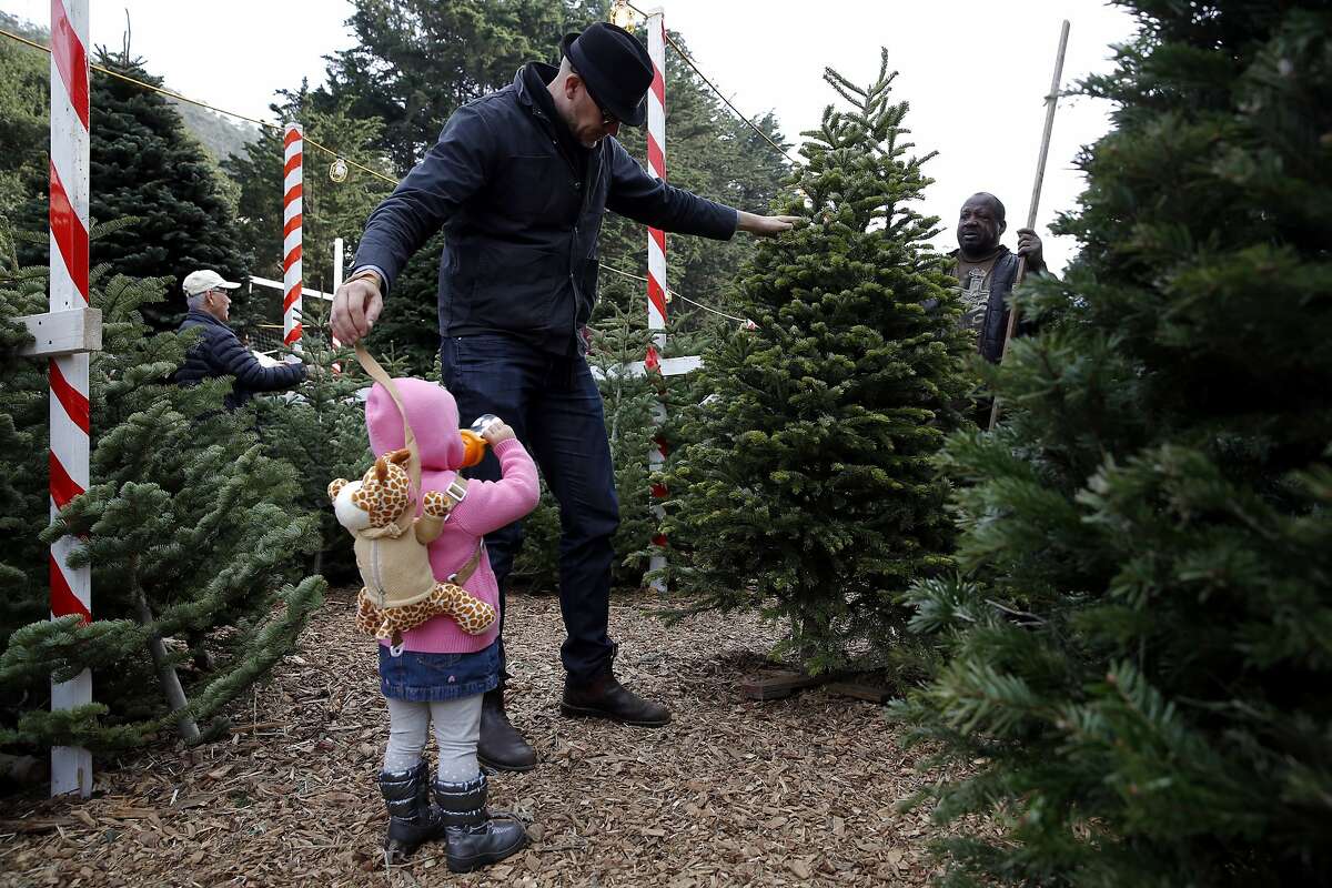 Fake versus real Christmas trees The needling never ends