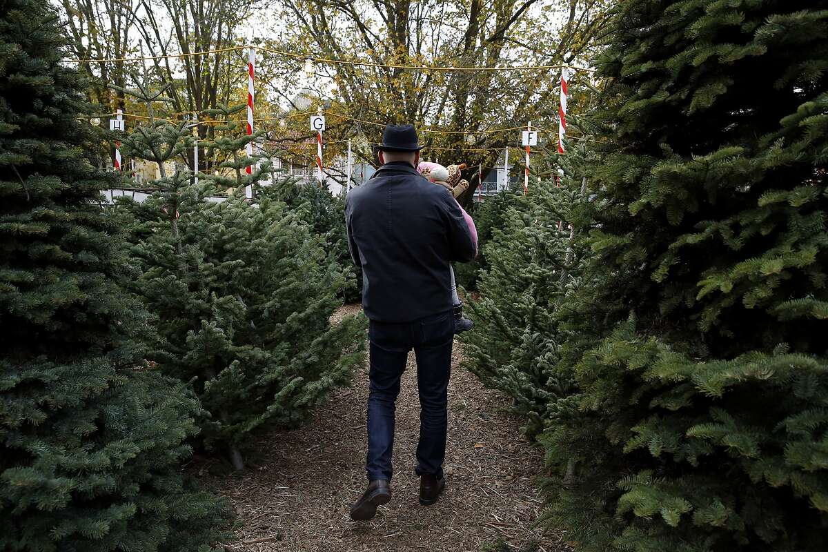 Fake versus real Christmas trees The needling never ends