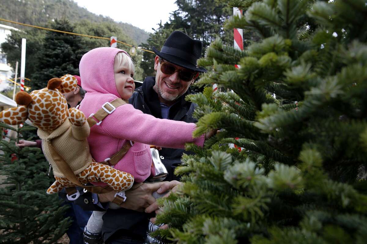 Fake versus real Christmas trees The needling never ends