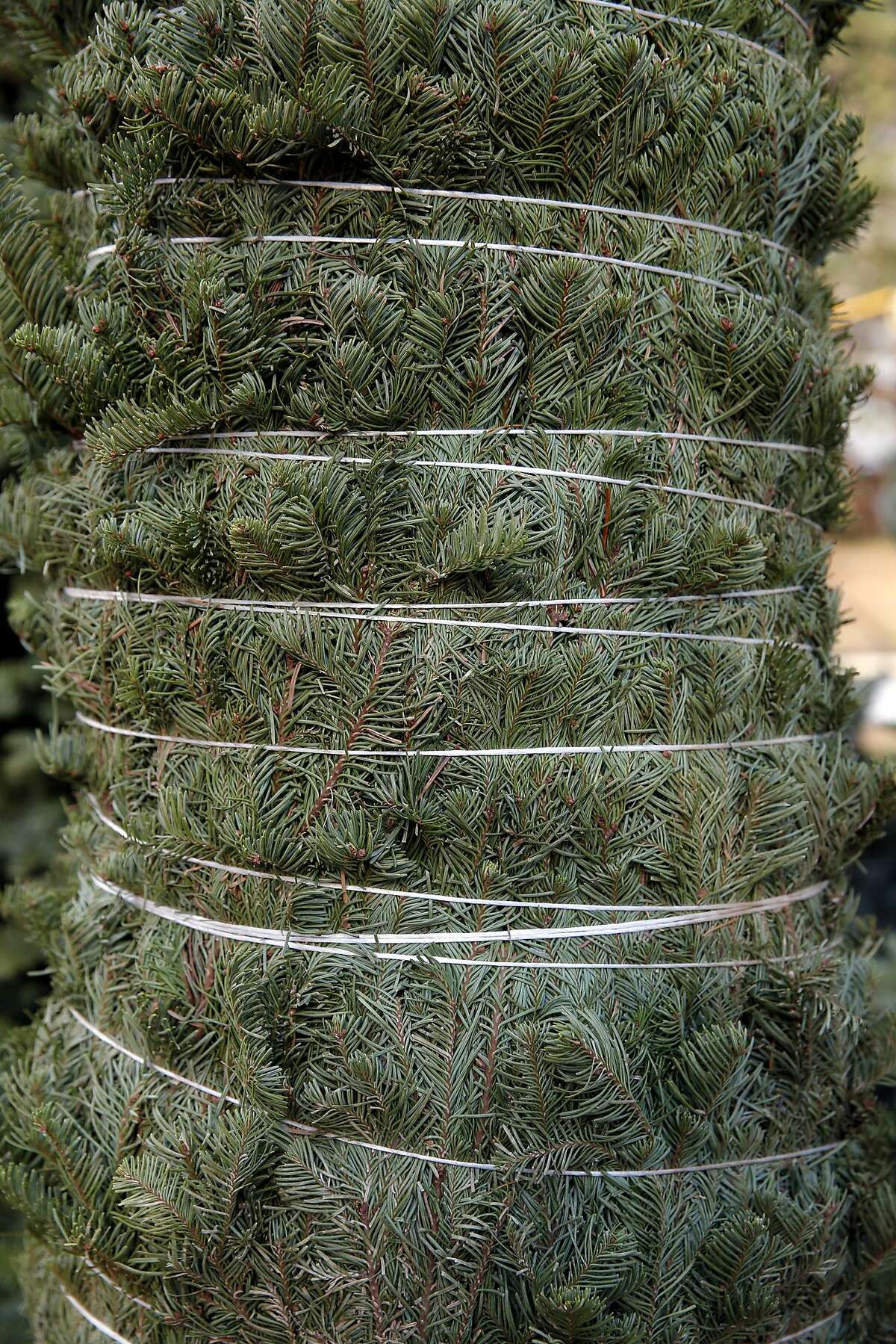 Fake versus real Christmas trees The needling never ends
