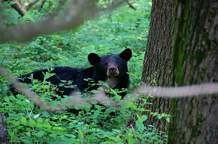 milford32 bear sightings02(5/31/17-5/21/18) photo: rob