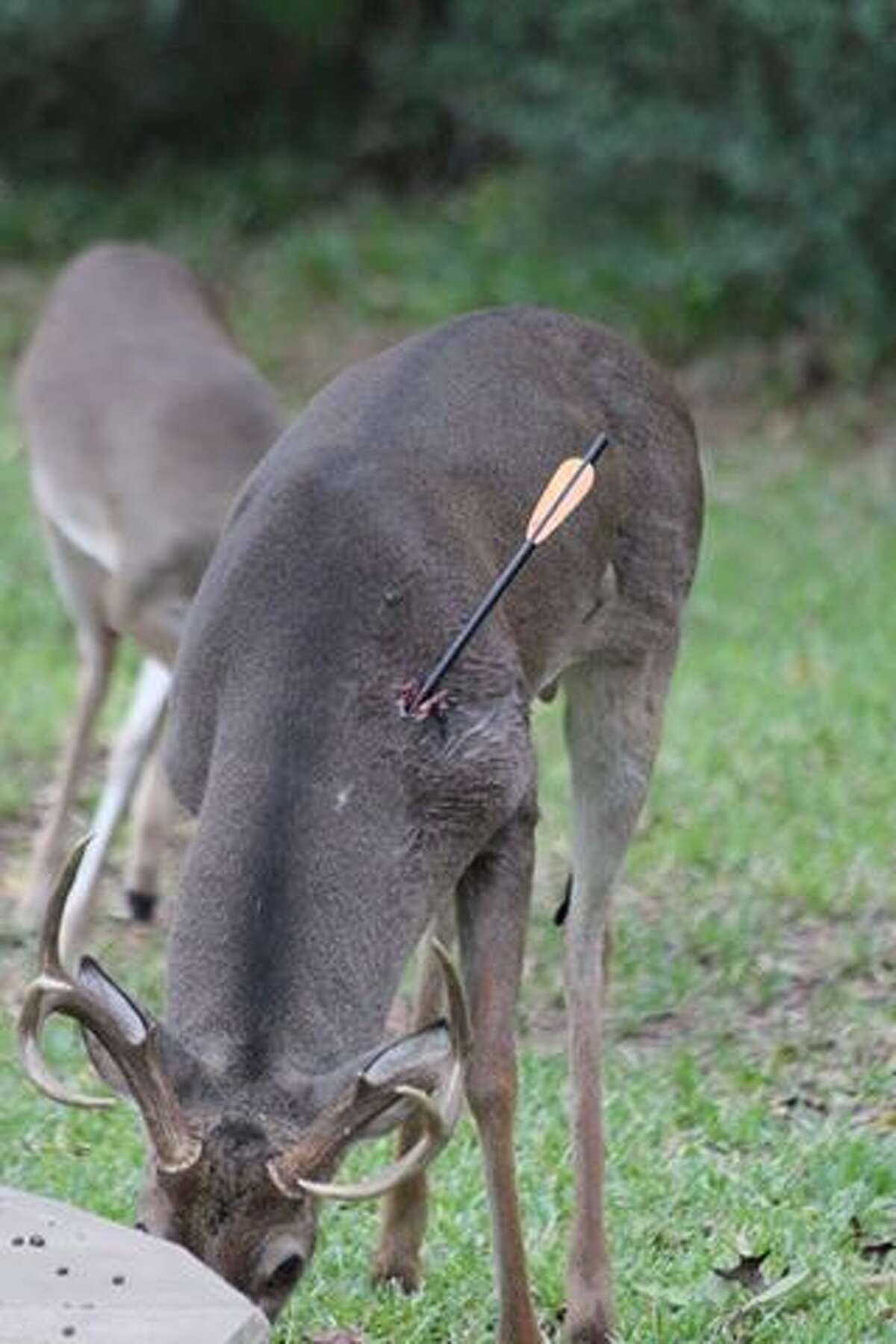 Urban deer hunting causing problems near The Woodlands