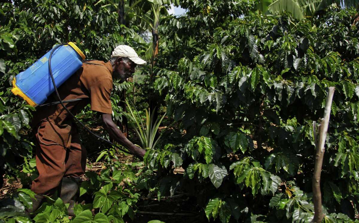 Climate change takes a heavy toll on coffee farmers in Ugandan hills