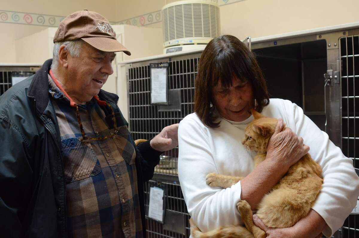 Novato residents Stephen Payne, 78, and Nancy Payne, 76, reunite with Ginger — their short-haired Tabby that went missing for eight years.