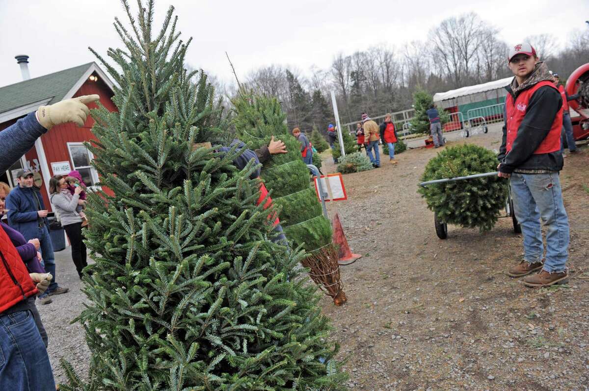 Photo Ellms Christmas tree farm