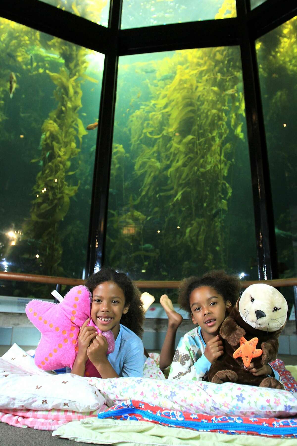 Families can greet the new year with the denizens of the Monterey Bay Aquarium by joining the New Year's Eve Seashore Sleepover.