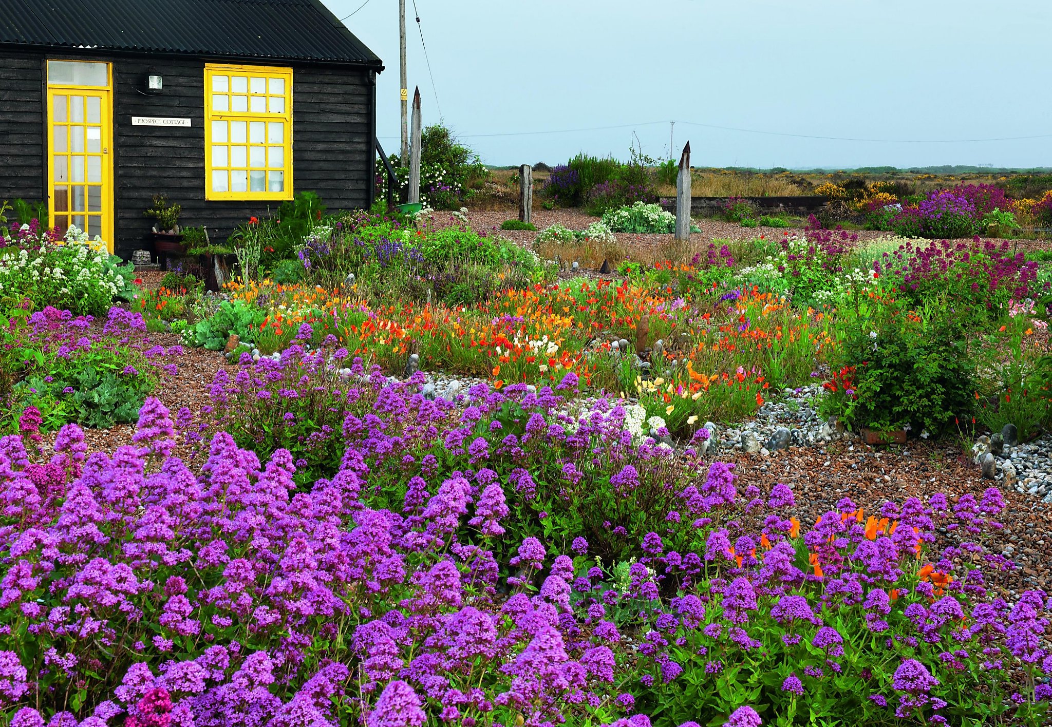 welcome-self-seeding-plants-with-the-book-cultivating-chaos