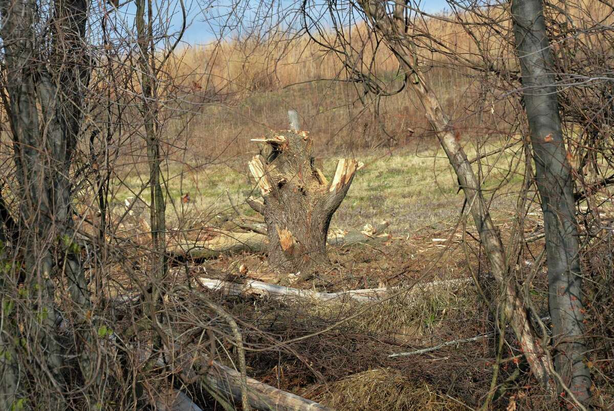 Albany removing invasive trees along Thruway