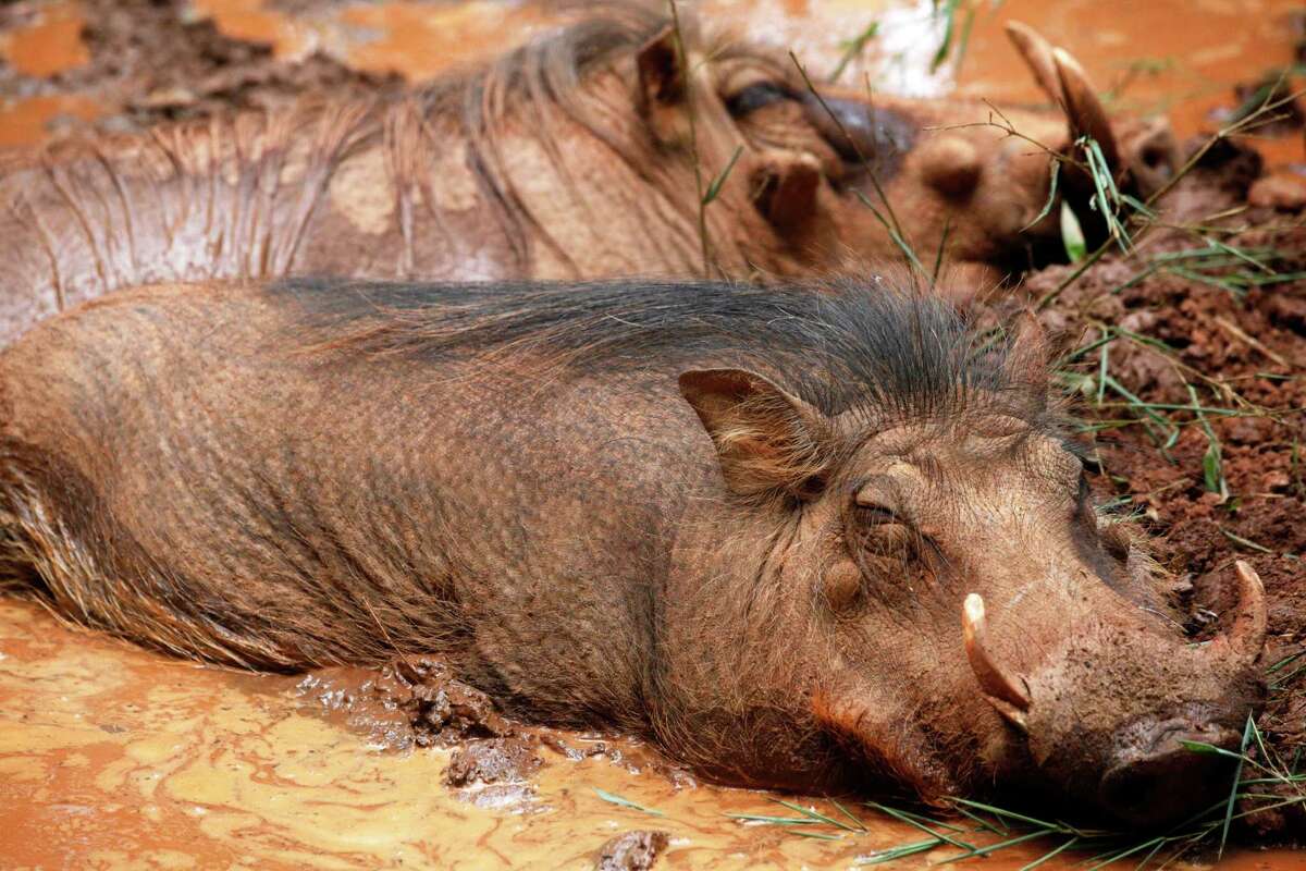 Warthog invasion grows in South Texas