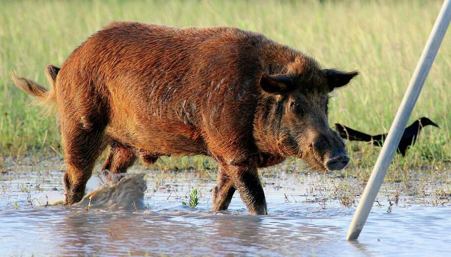 3-county summer bounty nets more than 1,000 feral hogs in Central Texas