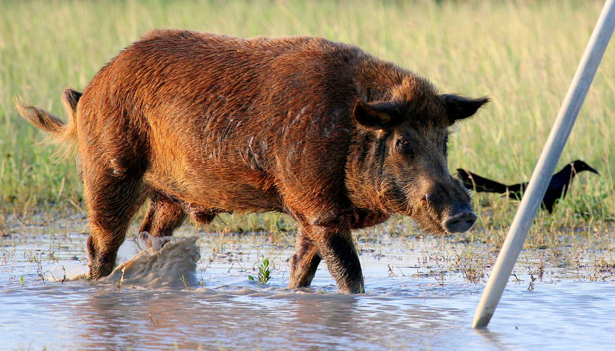 3-county summer bounty nets more than 1,000 feral hogs in Central Texas