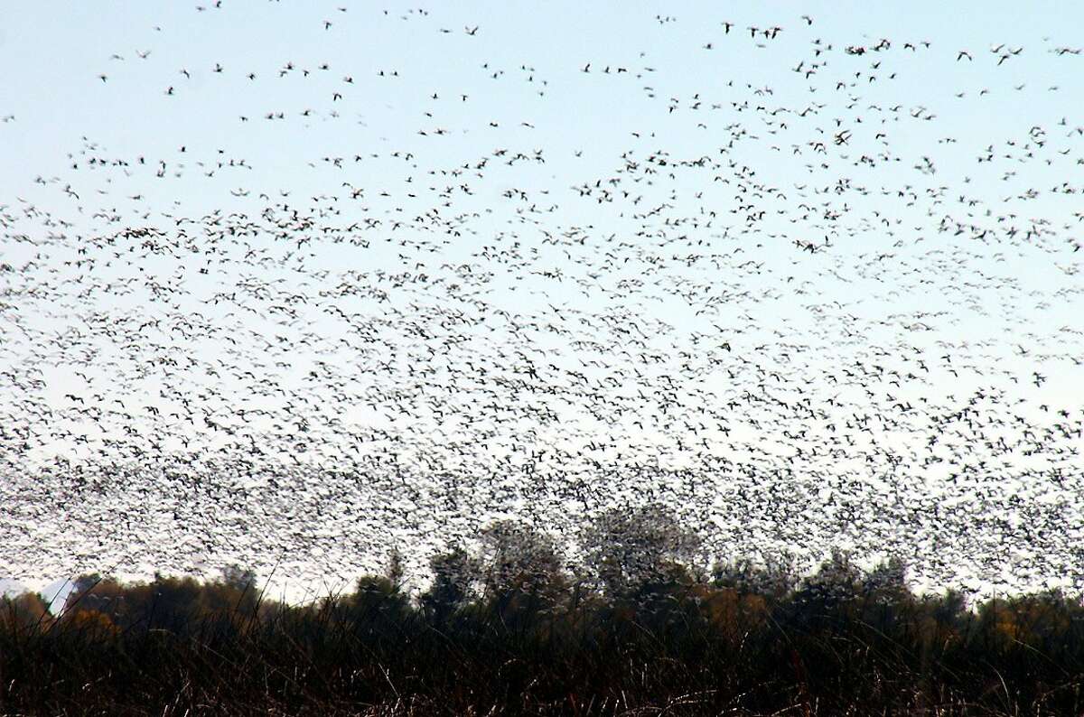 300,000 geese -- mostly snow geese -- lift up in en masse fly out at Sacramento National Wildlife Refuge in the Sacramento Valley near Maxwell, just east of Interstate 5. December rains have revived wetlands and wildlife refuges, and provided a landing spot for 1 million ducks and 300,000 geese on the refuge complex this month. At dusk, they often fly out en masse to feed at night at nearby rice fields.