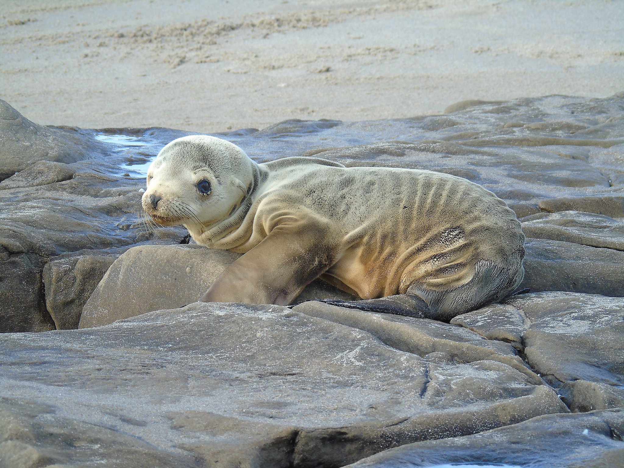 Bay Area loves its California sea lions. No so down south - Los Angeles  Times