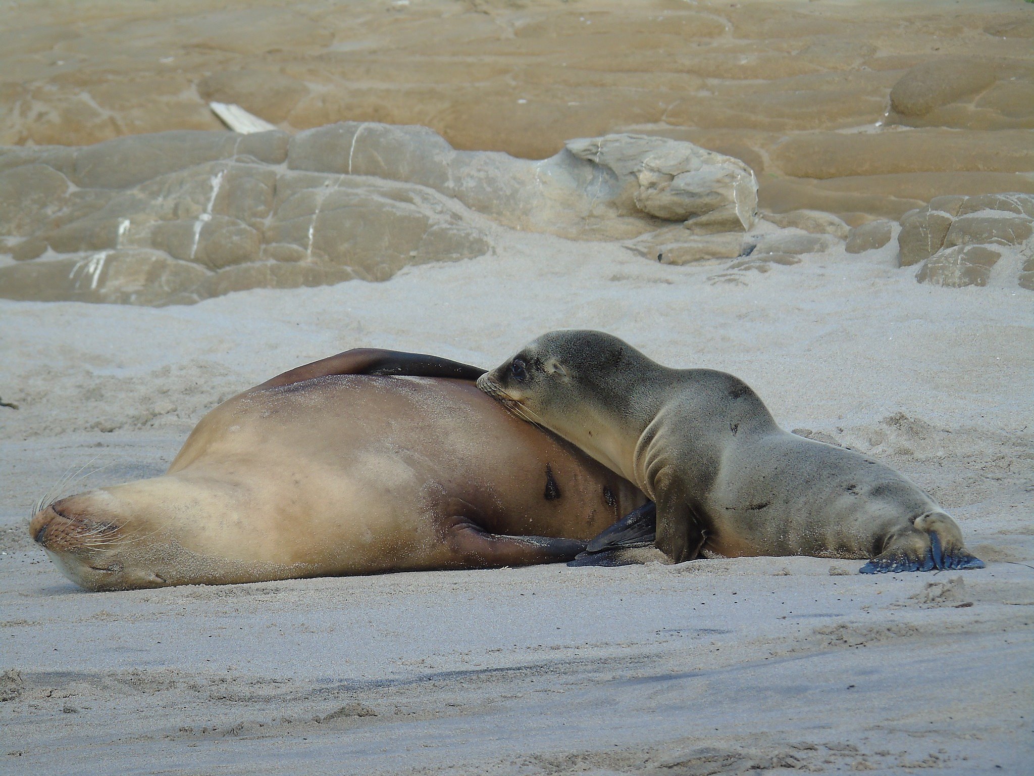 Bay Area loves its California sea lions. No so down south - Los Angeles  Times