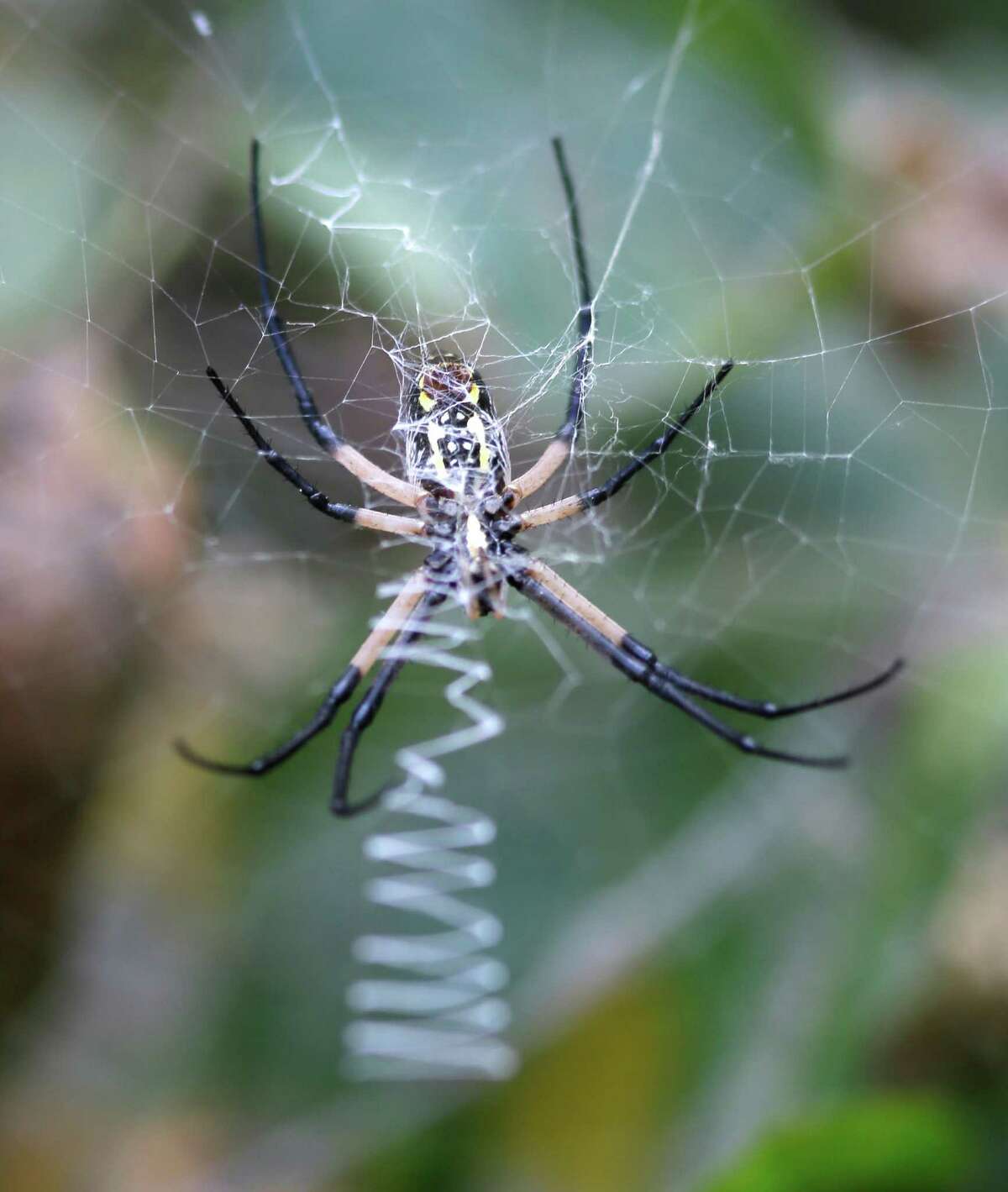 Паучок отдыхает. Найти spider. Паук осовик. Паук ползет по паутине. Определи вид паука.