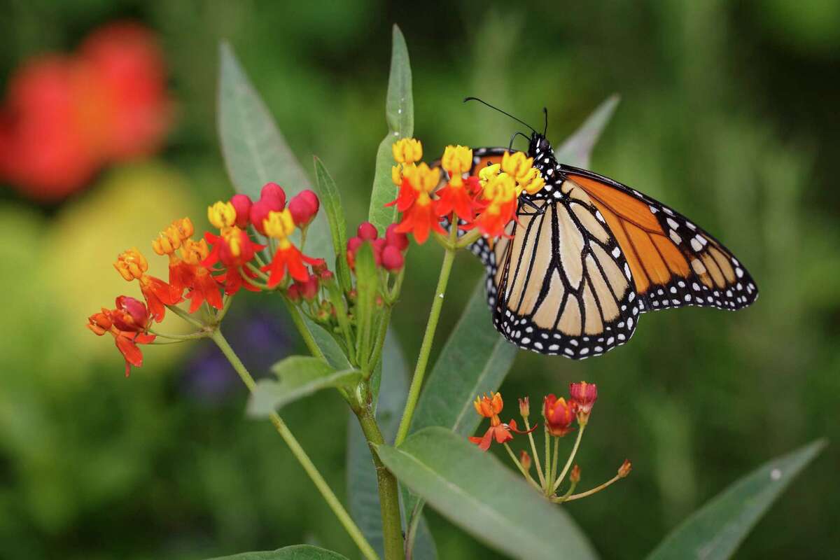 Turn the soggy spot in your yard into a rain garden