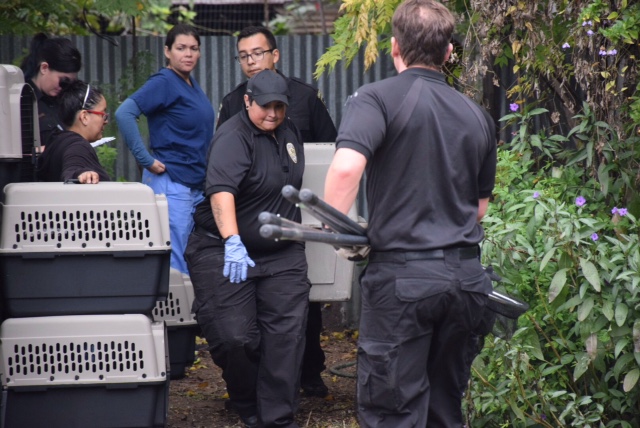 ACS: More than 100 animals seized from West Side home