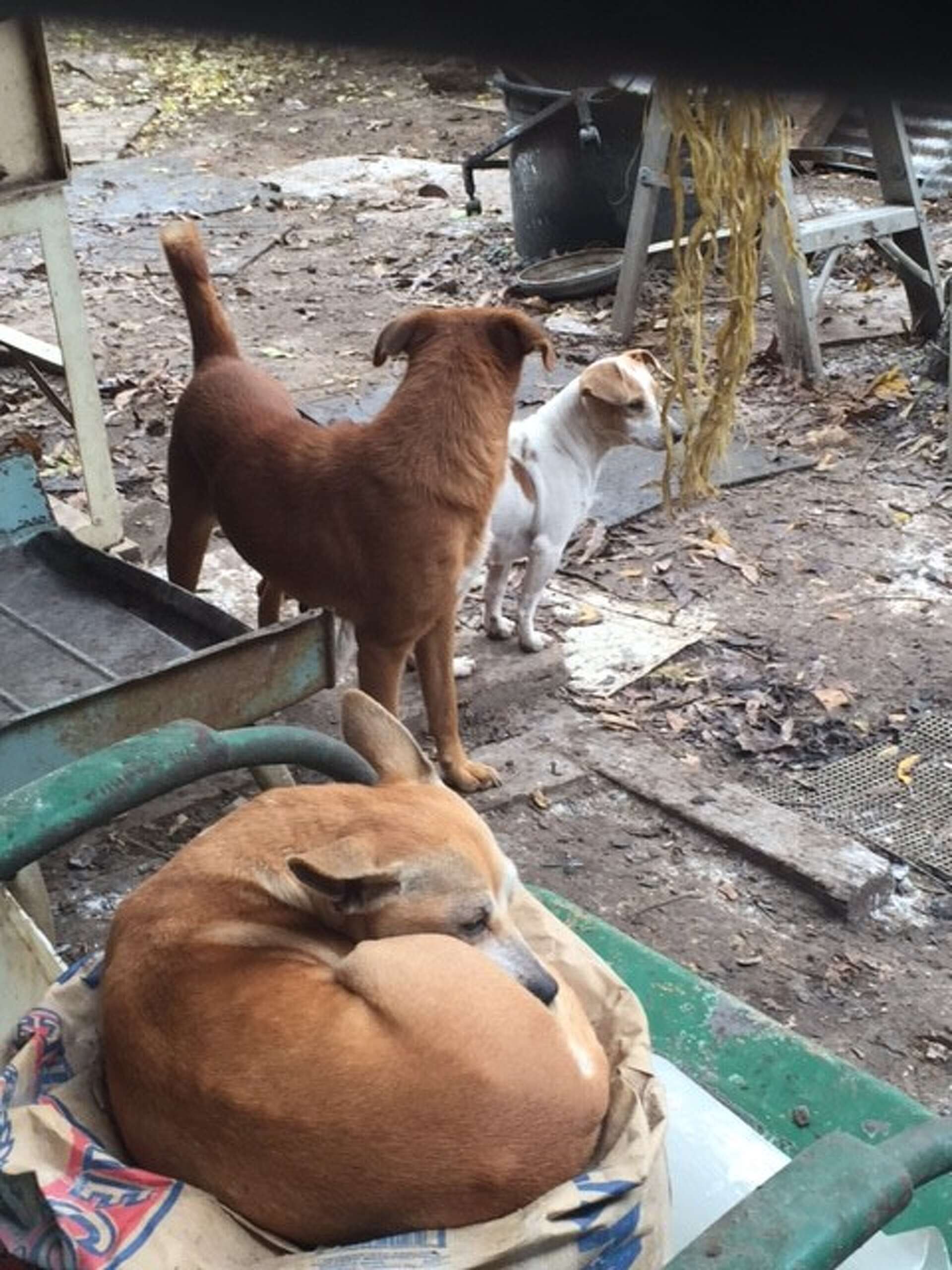 ACS: More than 100 animals seized from West Side home