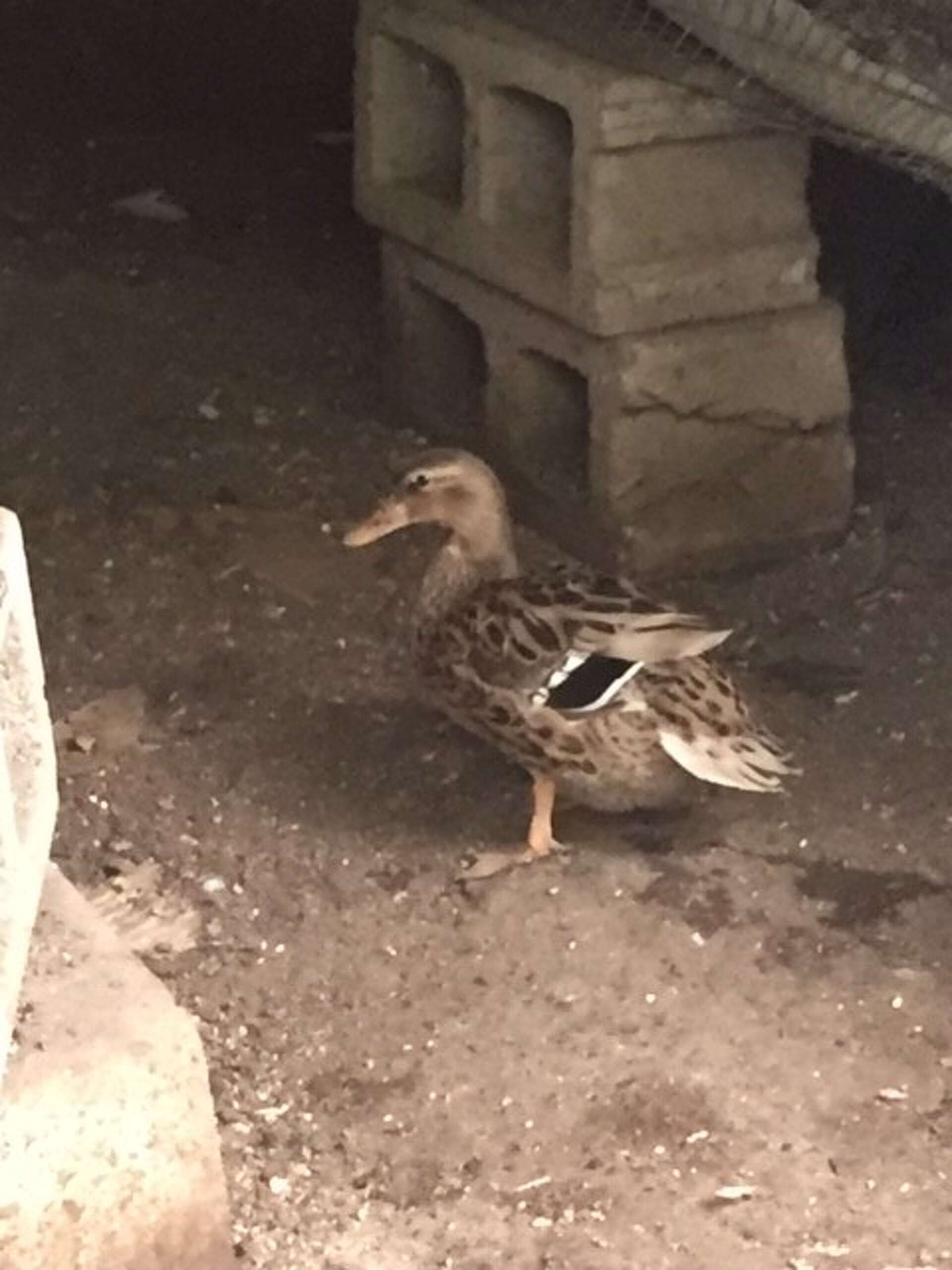 ACS: More than 100 animals seized from West Side home