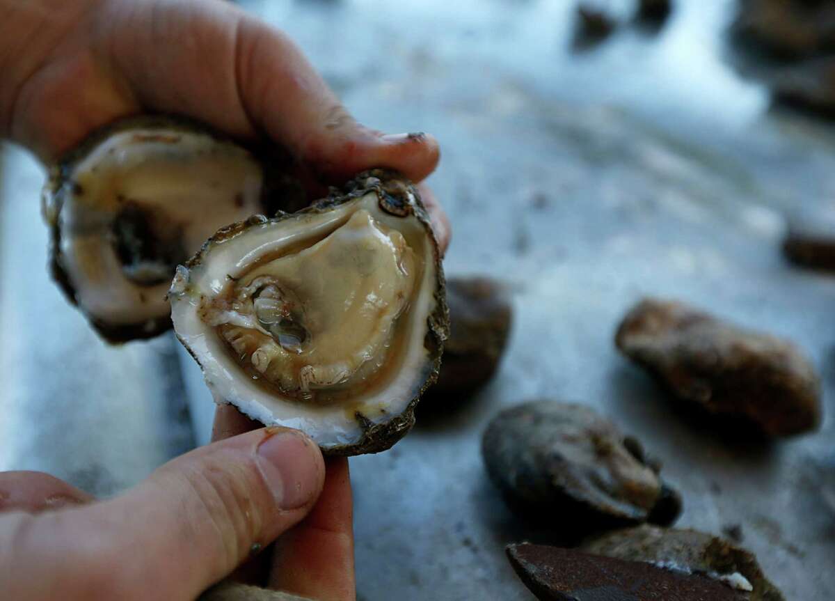 Captain Shpend Berisha opens an oyster during an interview on Prestige Oysters boat the Hustler in Galveston Bay Wednesday, Dec. 9, 2015, in Dickinson.