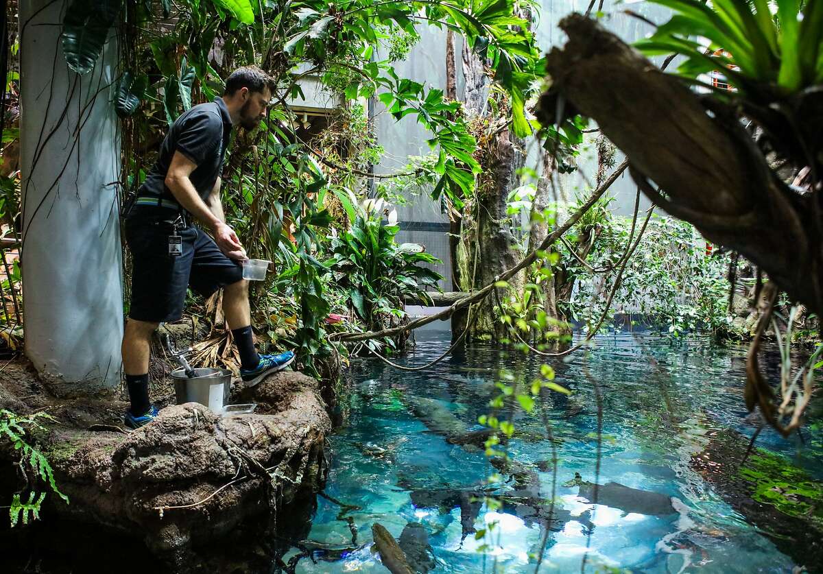 Dive inside Cal Academy's Flooded Forest fish tank with us