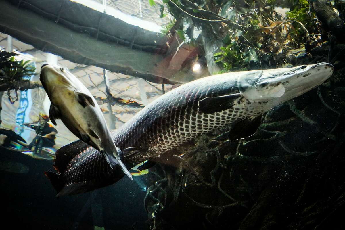 An Arapaima fish swims through the 100,000 gallon tank at the Amazon rainforest aquarium at the California Academy of Sciences, in San Francisco.