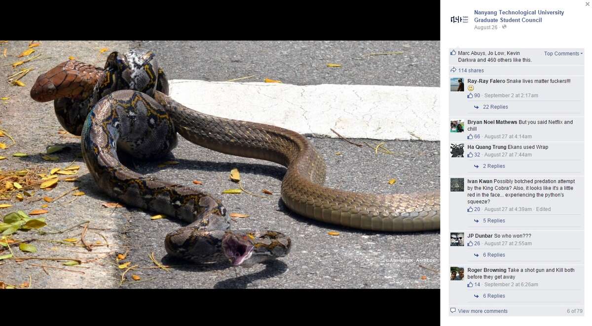 Incredible photos show snake trying to escape from alligator’s mouth