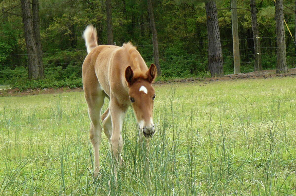 Charlotte as a foal in Oklahoma. She died in a traffic accident in downtown Houston, Dec. 3, 2015.