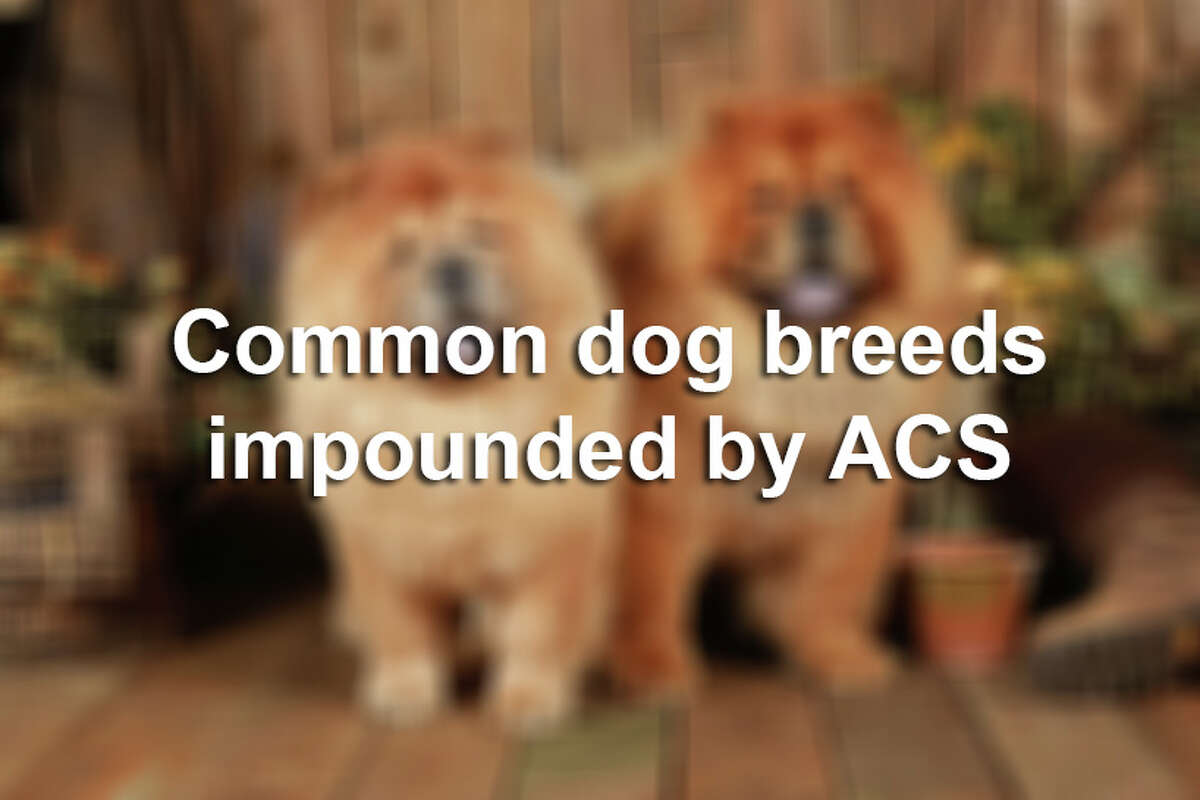 Click through the slideshow to see a collection of the most commonly impounded dog breeds in San Antonio.