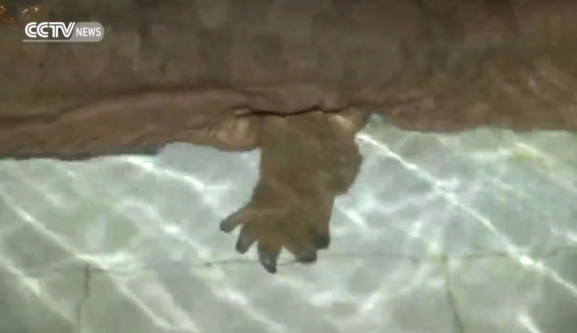 Enormous salamander found in Chinese cave