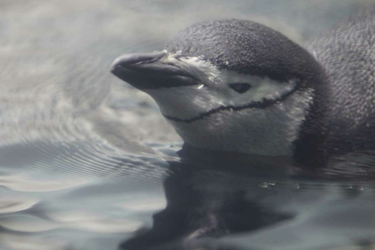 Wagner the Penguin, who is the oldest chinstrap penguin in the North America. Wagner turns 32 on Wednesday, although the normal lifespan for a chinstrap penguin is 25-30 years. Moody Gardens Wednesday, Dec. 16, 2015, in Galveston.
