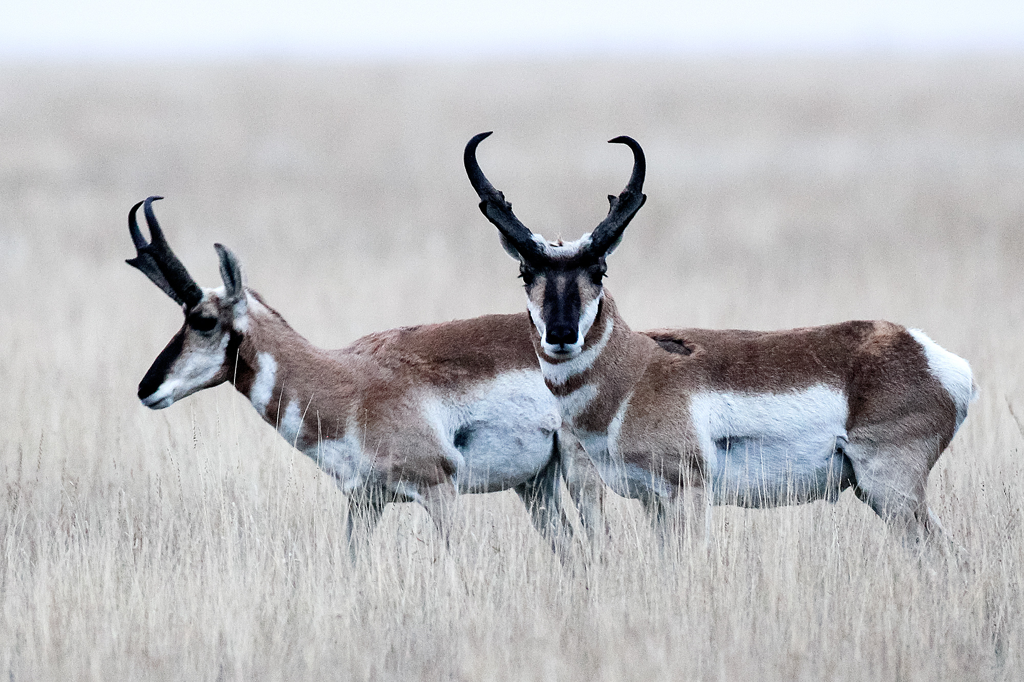 pronghorn antelope hunting grasslands rita blanca national express hunt texas changes coming close sports permit creates lifetime memories