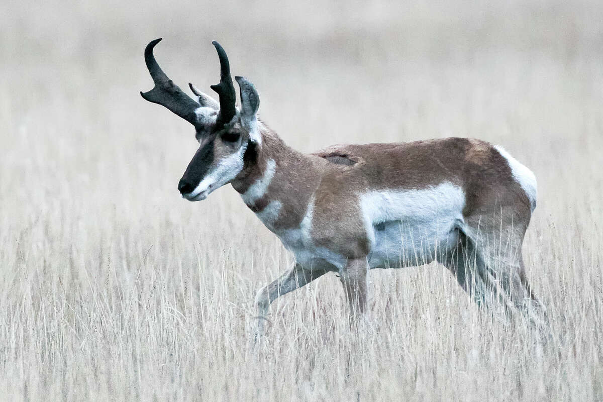 Pronghorn permit hunt creates lifetime memories