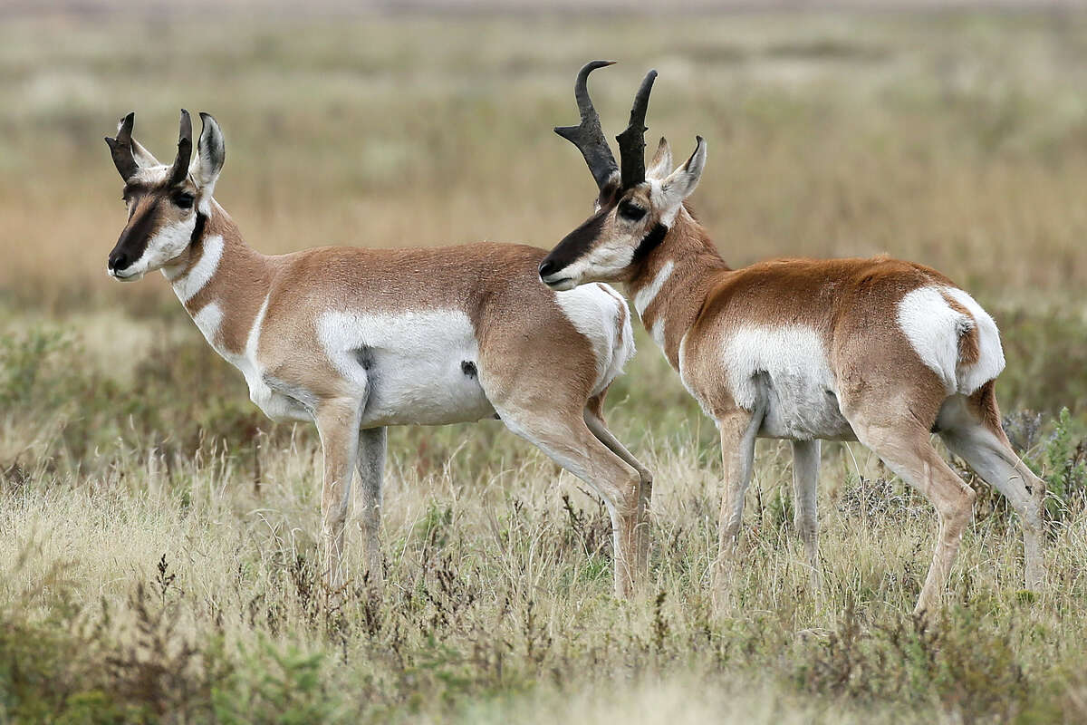 Pronghorn permit hunt creates lifetime memories