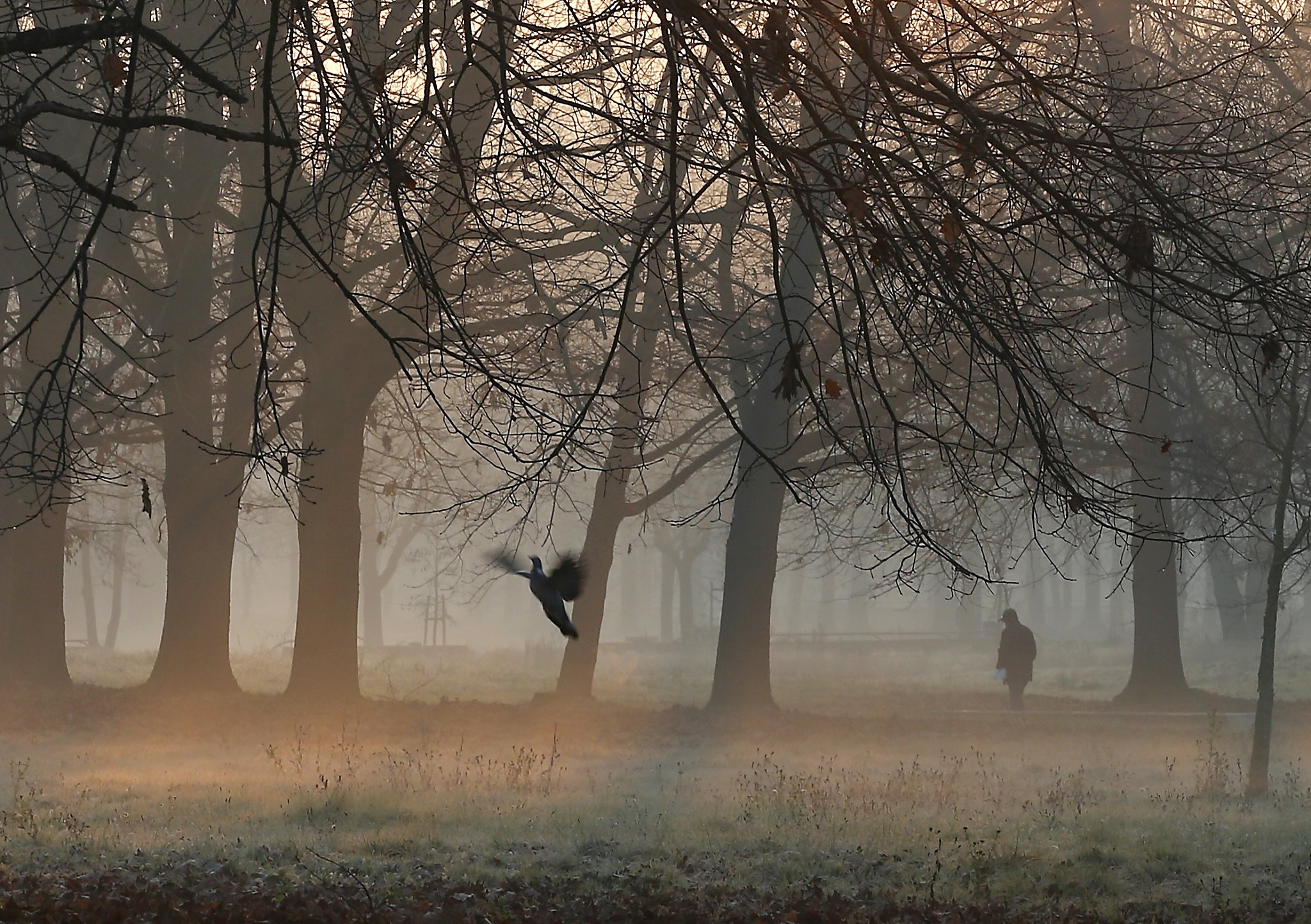 The men from the fog 1.19. From the Fog 1.19.4. From the Fog 1.19.2. The man from the Fog. Walk-thru Fog Screen реклама.