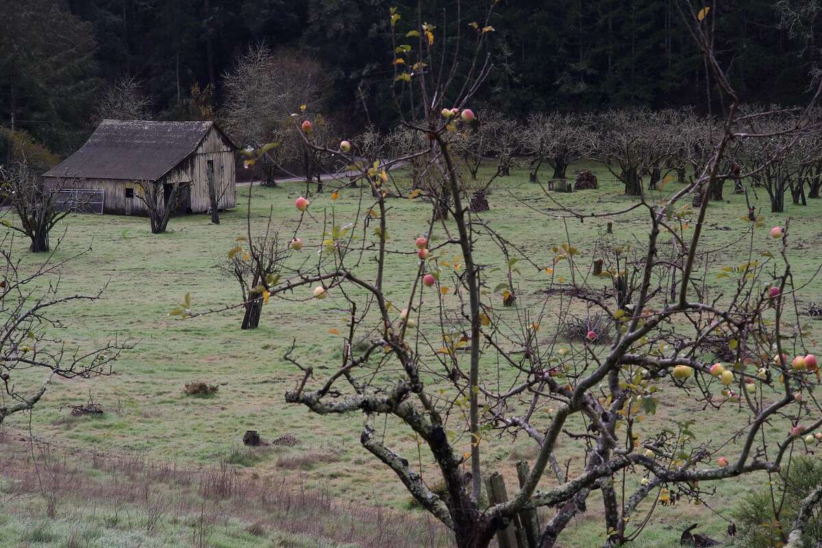 Apples are seen at Bear Valley Ranch in Aptos, calif on Sunday, Dec. 20, 2015. Guiding and Brughelli are winemakers who are now making hard cider.