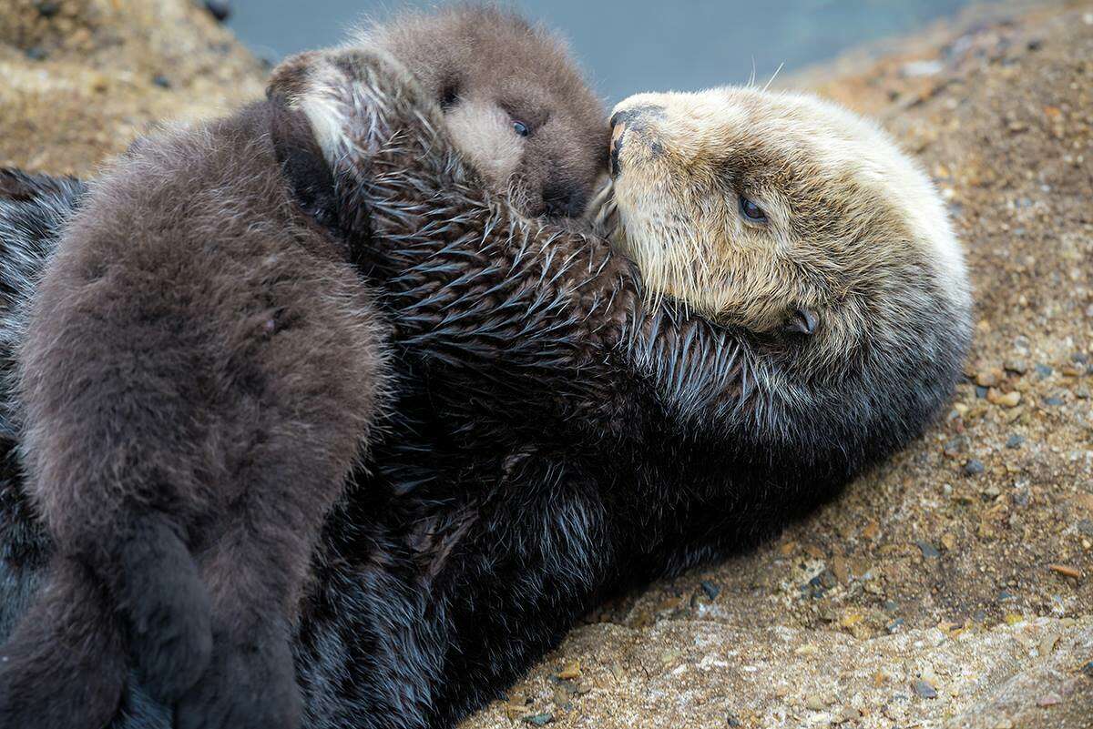 A wild female sea otter gave birth to a baby sea otter at the Great Tide Pool of the Monterey Aquarium on Sunday.