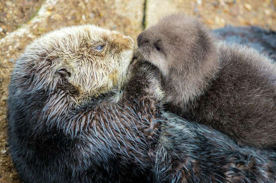 Monterey Aquarium Releases Adorable Video Of Cuddling Baby Otter