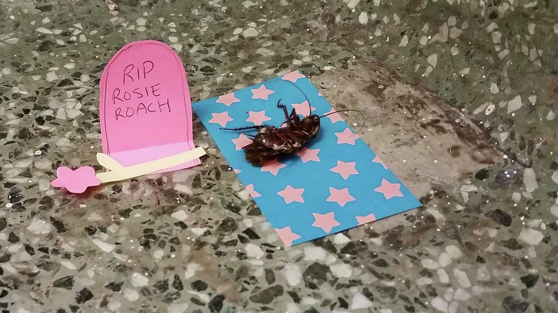 Funeral shrine celebrates fallen Texas A\u0026M cockroach, image size:1920x1077