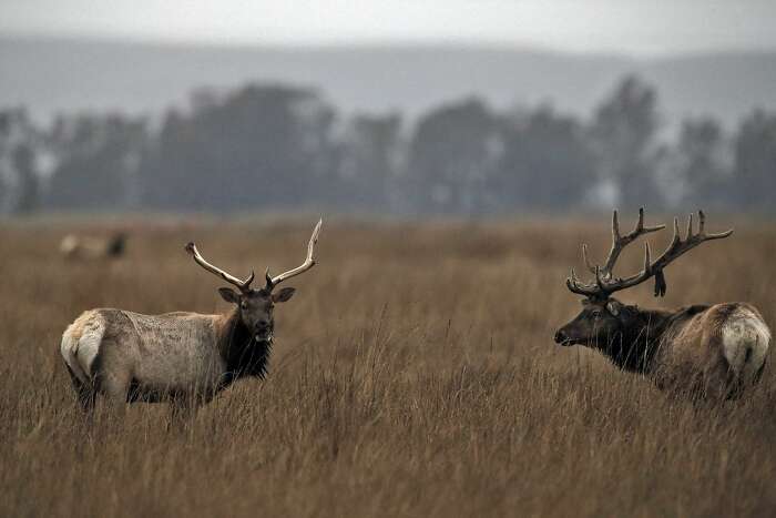 Tule elk selection of surface water and forage is mediated by season and  drought – California Fish and Wildlife Scientific Journal