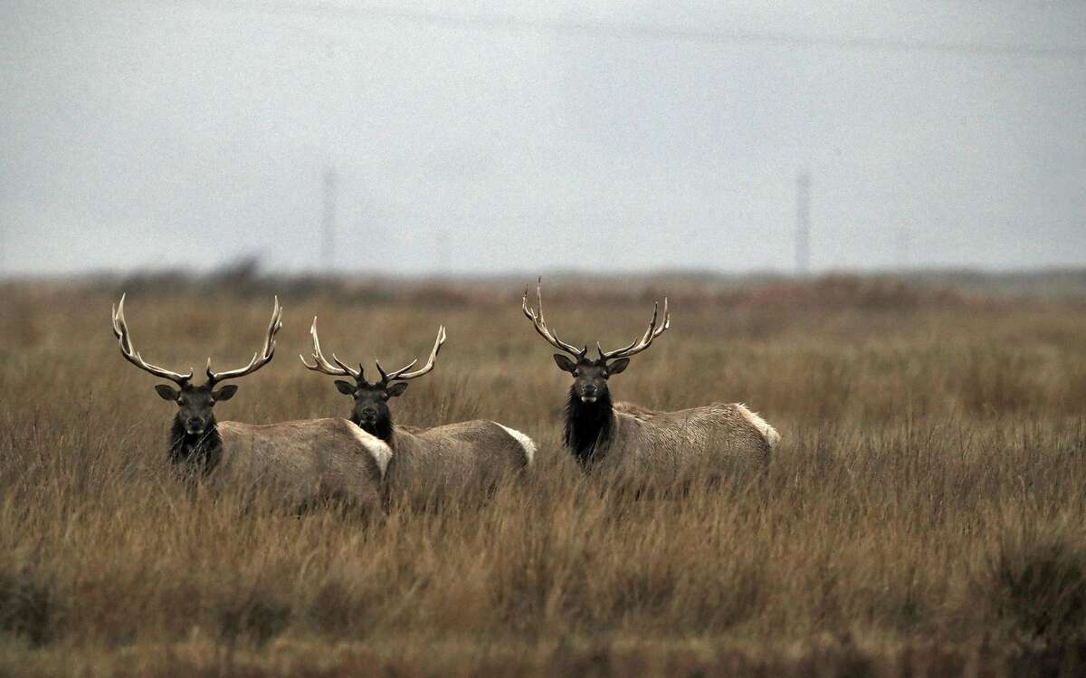 Refuges coaxing oncedepleted tule elk herds back to life