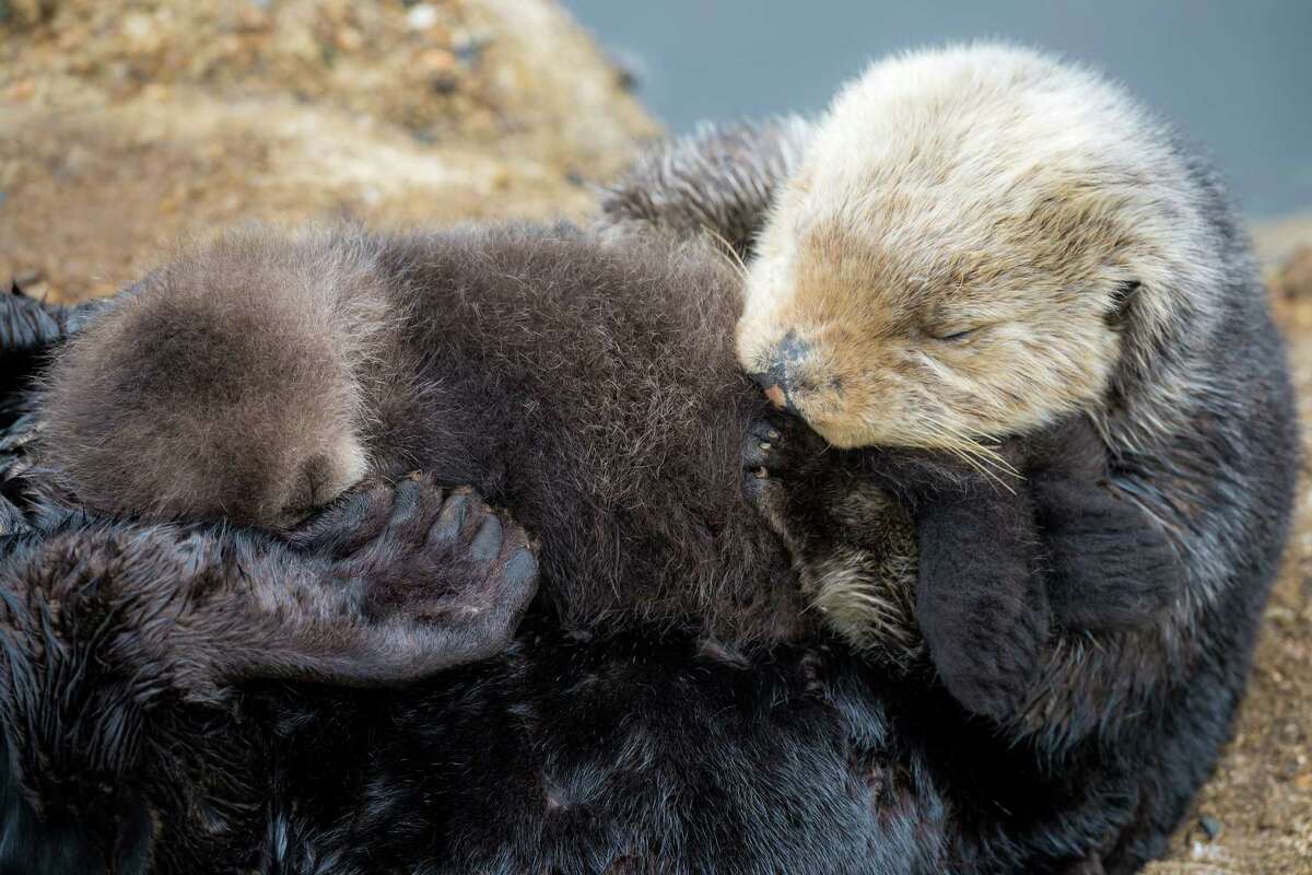 Surprise wild otter birth gives Monterey Bay Aquarium an adorable ...