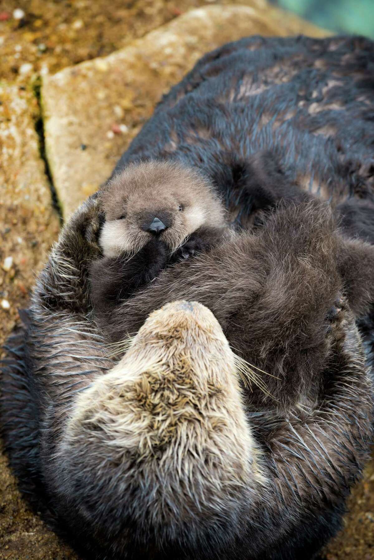 Sea Otter Births Pup Inside Aquarium S Tide Pool As Onlookers Watch