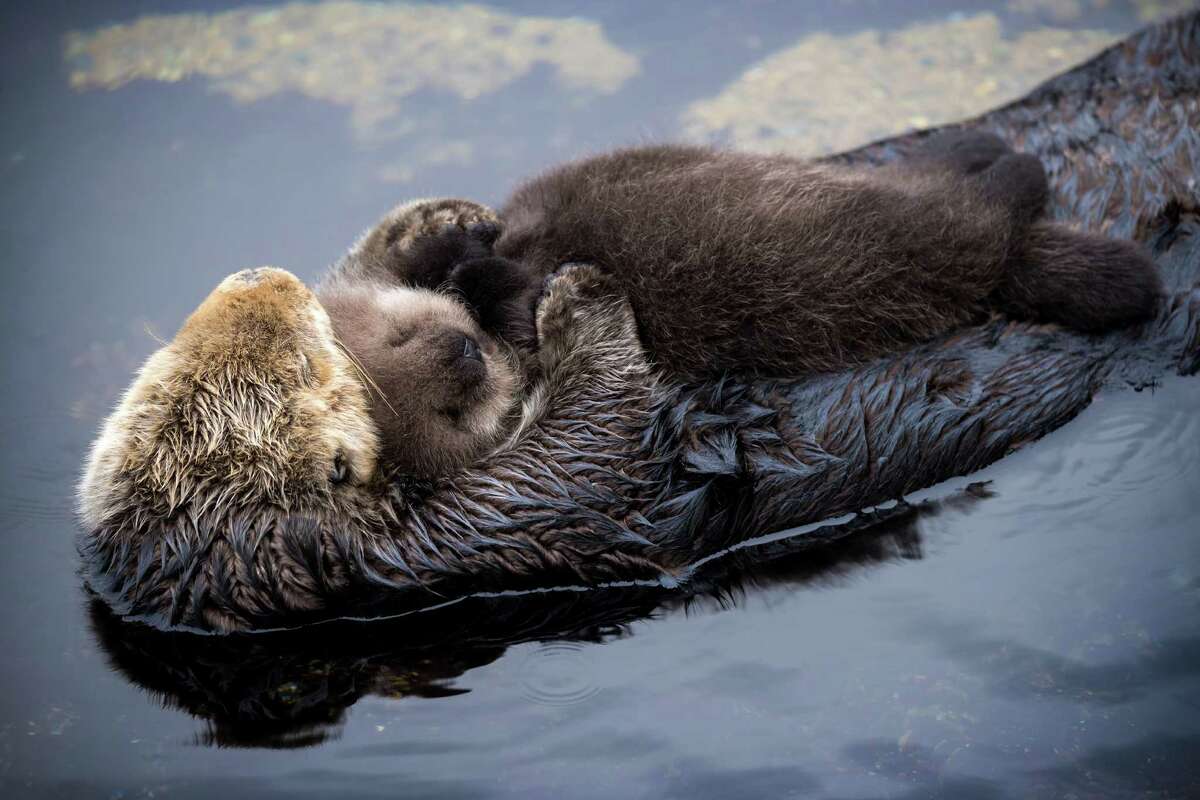 A sea otter and its newborn pup in the Monterey Bay Aquarium Tide Pool.
